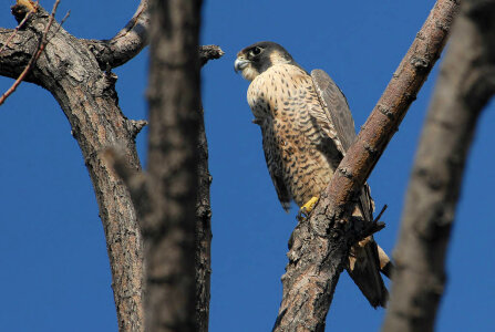 Peregrine Falcon-1 photo