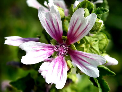 Beautiful Image beautiful photo flora