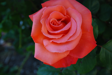 Flower garden nature