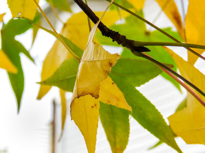 Leaves on Tree Branch photo