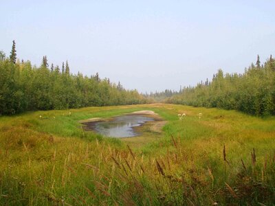 Grass Plants lake little