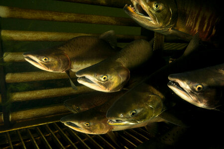 Salmon migrating through weir-2