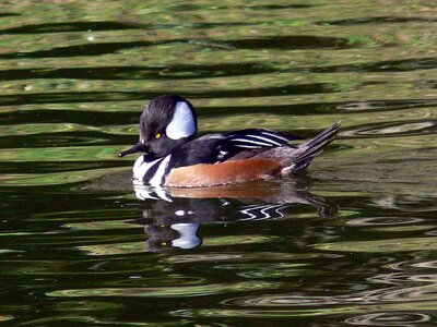 Bathe bird Lophodytes cucullatus photo