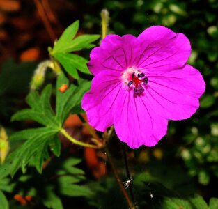 Bloom purple plant