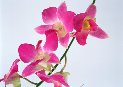 Pink streaked orchid flower photo