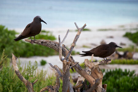Brown Noddy on Laysan Island