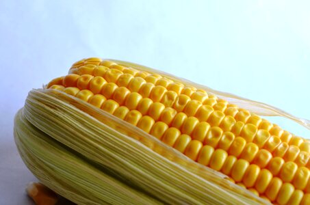 Close corn diet photo