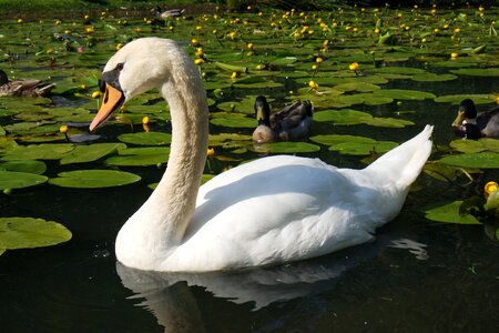 Bird white lake