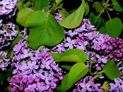 Violet spring flowers