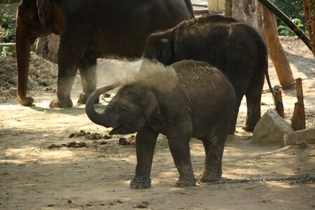 Elephant baby animal photo
