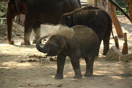 Elephant baby animal