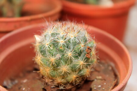 Thorny Plant