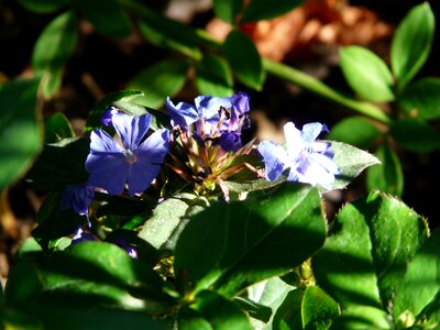 Blue plant chinese auriculata