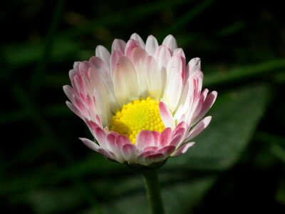 Pink pointed flower pink daisy