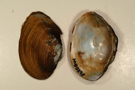Lampsilis sp.-1