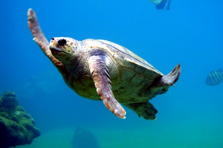 Caretta Caretta fauna reptile
