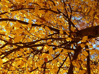 Birch greenhouse betulaceae golden autumn photo