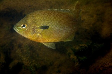  Redbreast sunfish-1