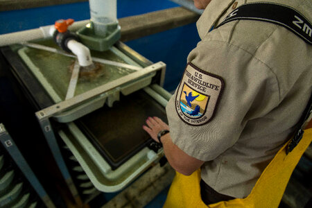 Biologist working at Leadville National Fish Hatchery photo