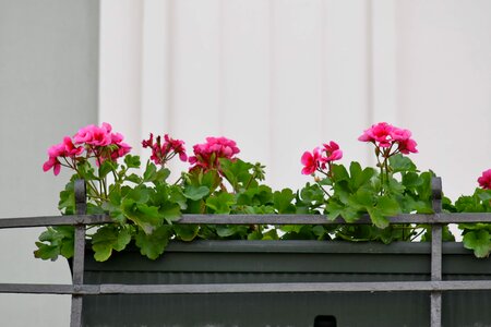 Arrangement balcony flowerpot