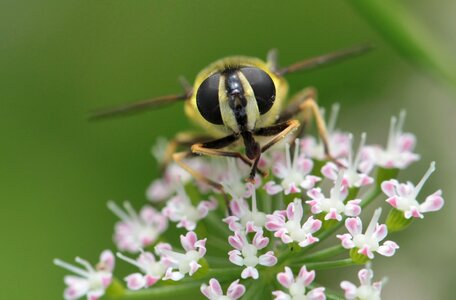 Bee insect macro photo