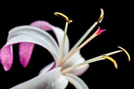 Flower lady sansai close up