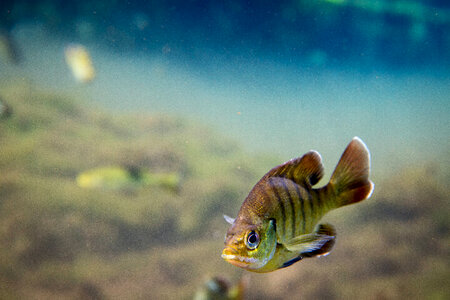Young bluegill close-up