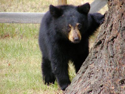 Mammal black young
