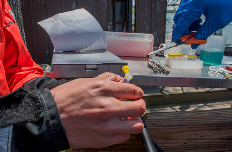 USFWS Fisheries worker takes fin sample from lake sturgeon
