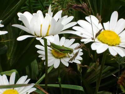 Grasshopper green leaves photo