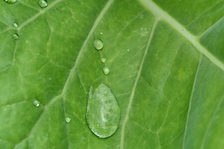 Dew leaf plant photo