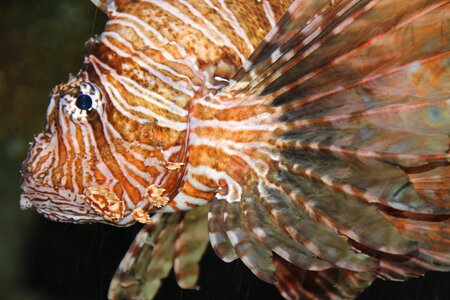 Fish aqquarium meeresbewohner