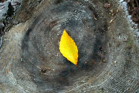 Autumn Leaf on Wood photo