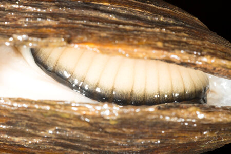 Extracting glochidia from freshwater mussel-1