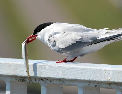 Animal beak bird photo