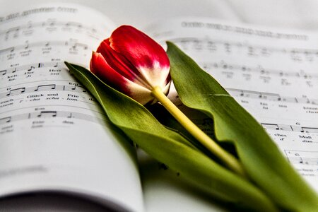 Music issue tulip