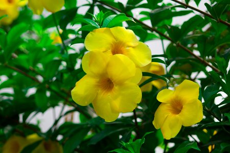 Nature flowers green