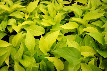 Isolated green plant pothos photo