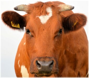 Animal cow agriculture photo