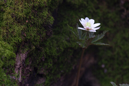 White flower