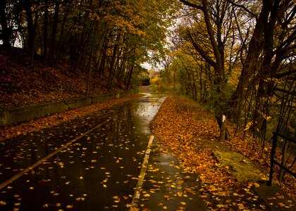 Leaves autumn fall photo