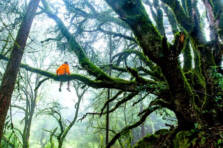 Branches exotic forest photo