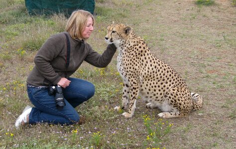 Animal world wild animal big cat