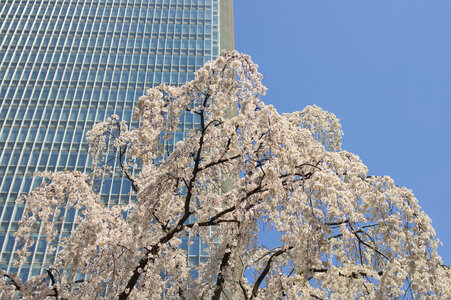 4 Shidare cherry