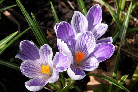 Springtime spring blossom