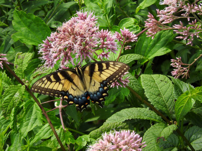 Eastern tiger swallowtail on Joe-Pye weeds photo