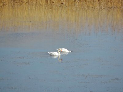Marshland swan wildlife