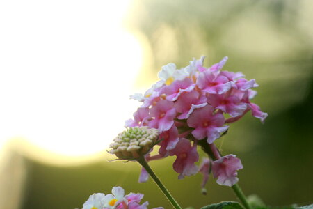 Soft Pink Flowers