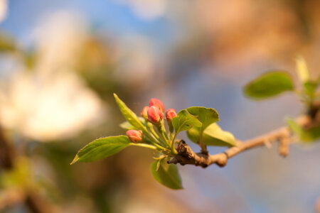 spring photo
