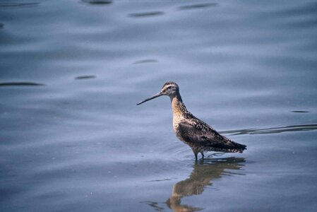 Angel bird curlew photo